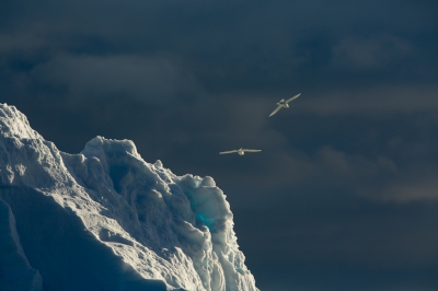 <i class='fa fa-user'></i>&nbsp;Arjen Drost&nbsp;|   Sneeuwstormvogel&nbsp; <i class='fa fa-eye'>&nbsp;316</i> &nbsp; <i class='fa fa-comment-o'>&nbsp;2</i>