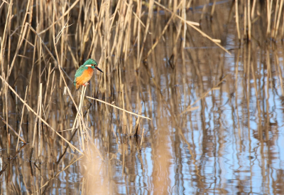 Deze IJsvogel was in het Robbenoordbos aan het foerageren vanaf 6-7 verschillende vissteken en kwam telkens weer terug voor mijn lens.