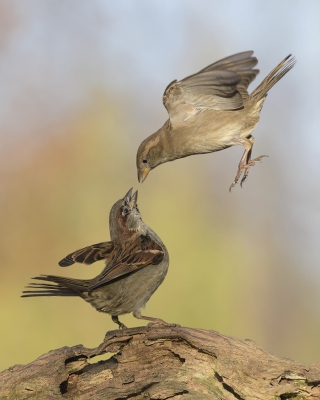 <i class='fa fa-user'></i>&nbsp;Henk Laverman&nbsp;|   Huismus&nbsp; <i class='fa fa-eye'>&nbsp;377</i> &nbsp;<i class='fa fa-thumbs-up'>&nbsp;1</i> &nbsp; <i class='fa fa-comment-o'>&nbsp;15</i>