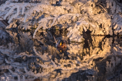 <i class='fa fa-user'></i>&nbsp;Johan Scholtens&nbsp;|   Wilde Eend&nbsp; <i class='fa fa-eye'>&nbsp;588</i> &nbsp;<i class='fa fa-thumbs-up'>&nbsp;4</i> &nbsp; <i class='fa fa-comment-o'>&nbsp;7</i>