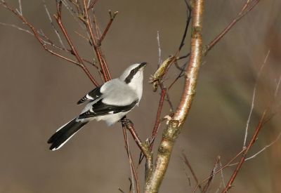 <i class='fa fa-user'></i>&nbsp;Gejo Wassink&nbsp;|   Klapekster&nbsp; <i class='fa fa-eye'>&nbsp;779</i> &nbsp;<i class='fa fa-thumbs-up'>&nbsp;13</i> &nbsp; <i class='fa fa-comment-o'>&nbsp;30</i>