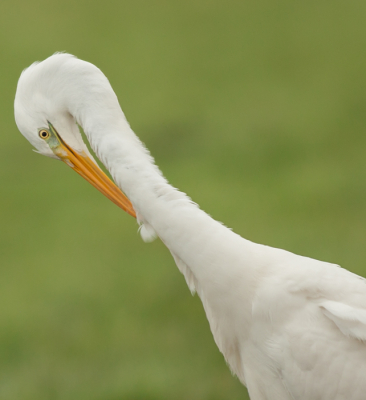 vandaag weer een rondje door de polder gereden, deze zilverreiger hielp goed mee en heb er mooie fotos van kunnen maken, en als hij dan ook nog eens gaat poetsen ben ik helemaal blij:)