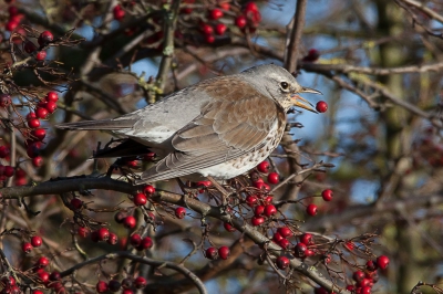 Foto gemaakt met Canon 5D MK II. Lens Sigma 150-600mm C.