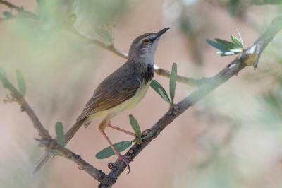 <i class='fa fa-user'></i>&nbsp;Kees de Jager&nbsp;|   Zwartborstprinia&nbsp; <i class='fa fa-eye'>&nbsp;230</i> &nbsp;<i class='fa fa-thumbs-up'>&nbsp;1</i> &nbsp; <i class='fa fa-comment-o'>&nbsp;5</i>
