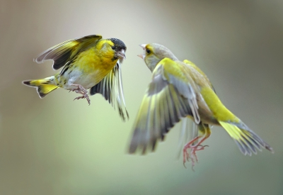 <i class='fa fa-user'></i>&nbsp;Johan Scholtens&nbsp;|   Sijs&nbsp; <i class='fa fa-eye'>&nbsp;697</i> &nbsp;<i class='fa fa-thumbs-up'>&nbsp;8</i> &nbsp; <i class='fa fa-comment-o'>&nbsp;14</i>