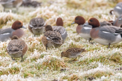 <i class='fa fa-user'></i>&nbsp;jwchess&nbsp;|   Watersnip&nbsp; <i class='fa fa-eye'>&nbsp;521</i> &nbsp;<i class='fa fa-thumbs-up'>&nbsp;1</i> &nbsp; <i class='fa fa-comment-o'>&nbsp;4</i>