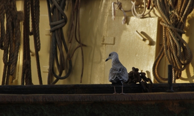 <i class='fa fa-user'></i>&nbsp;Fons Hoiting&nbsp;|   Grote Mantelmeeuw&nbsp; <i class='fa fa-eye'>&nbsp;428</i> &nbsp;<i class='fa fa-thumbs-up'>&nbsp;4</i> &nbsp; <i class='fa fa-comment-o'>&nbsp;12</i>