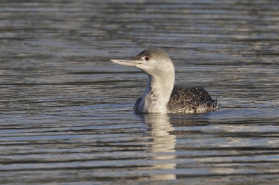 Van de vele achtergronden, want in vissershaven Lauwersoog,  vond ik deze wel rustig. Het zilverkleurige in het water komt mooi terug in de vogel.