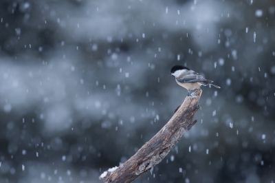 <i class='fa fa-user'></i>&nbsp;jan Luit&nbsp;|   Amerikaanse Matkop&nbsp; <i class='fa fa-eye'>&nbsp;458</i> &nbsp;<i class='fa fa-thumbs-up'>&nbsp;1</i> &nbsp; <i class='fa fa-comment-o'>&nbsp;8</i>