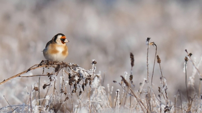 <i class='fa fa-user'></i>&nbsp;corvanspijk&nbsp;|   Putter&nbsp; <i class='fa fa-eye'>&nbsp;491</i> &nbsp;<i class='fa fa-thumbs-up'>&nbsp;4</i> &nbsp; <i class='fa fa-comment-o'>&nbsp;13</i>