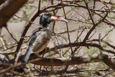 <i class='fa fa-user'></i>&nbsp;Kees de Jager&nbsp;|   Monteiro's Tok&nbsp; <i class='fa fa-eye'>&nbsp;306</i> &nbsp; <i class='fa fa-comment-o'>&nbsp;2</i>