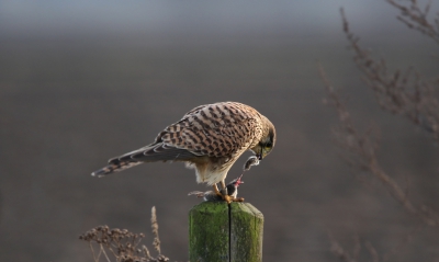 De eerste keer dat lens en camera het daglicht mochten aanschouwen. Nadat de camera al dagen thuis lag te wachten voor een eerste beproeving, was het niet meer te houden en ben ik eerder vertrokken van mijn werk en heb ik gebruik gemaakt van het laatste beetje daglicht dat aanwezig was.