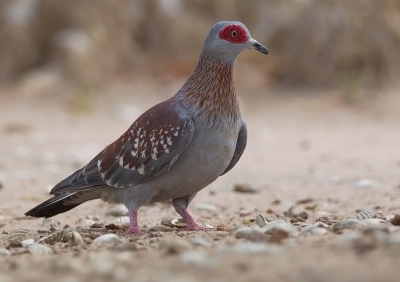 <i class='fa fa-user'></i>&nbsp;charlysax&nbsp;|   Gespikkelde Duif&nbsp; <i class='fa fa-eye'>&nbsp;393</i> &nbsp;<i class='fa fa-thumbs-up'>&nbsp;1</i> &nbsp; <i class='fa fa-comment-o'>&nbsp;7</i>