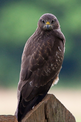 Foto gemaakt vanuit de auto. Heb moeten fluiten om de Buizerd mijn kant op te laten kijken.