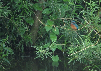 <i class='fa fa-user'></i>&nbsp;sieb&nbsp;|   IJsvogel&nbsp; <i class='fa fa-eye'>&nbsp;551</i> &nbsp; <i class='fa fa-comment-o'>&nbsp;19</i>