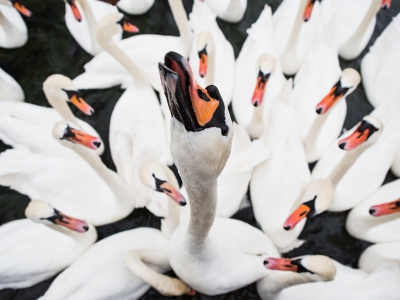 <i class='fa fa-user'></i>&nbsp;Seraf van der Putten&nbsp;|   Knobbelzwaan&nbsp; <i class='fa fa-eye'>&nbsp;1495</i> &nbsp;<i class='fa fa-thumbs-up'>&nbsp;40</i> &nbsp; <i class='fa fa-comment-o'>&nbsp;32</i>