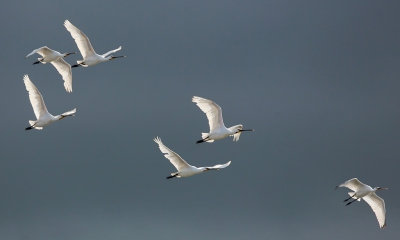 <i class='fa fa-user'></i>&nbsp;ep&nbsp;|   Lepelaar&nbsp; <i class='fa fa-eye'>&nbsp;383</i> &nbsp;<i class='fa fa-thumbs-up'>&nbsp;1</i> &nbsp; <i class='fa fa-comment-o'>&nbsp;4</i>