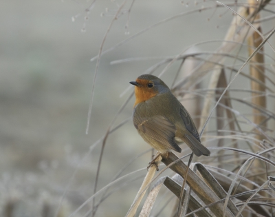 <i class='fa fa-user'></i>&nbsp;Kees Kroon&nbsp;|   Roodborst&nbsp; <i class='fa fa-eye'>&nbsp;518</i> &nbsp;<i class='fa fa-thumbs-up'>&nbsp;5</i> &nbsp; <i class='fa fa-comment-o'>&nbsp;12</i>