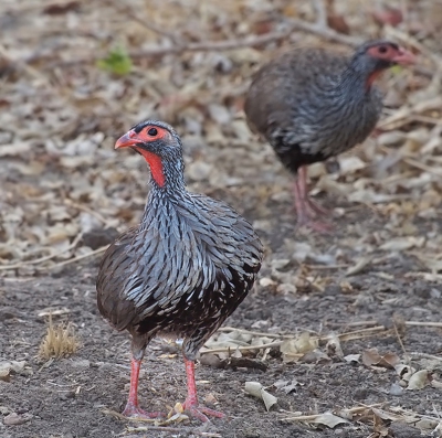 <i class='fa fa-user'></i>&nbsp;guido mwm&nbsp;|   Roodkeelfrankolijn&nbsp; <i class='fa fa-eye'>&nbsp;276</i> &nbsp;<i class='fa fa-thumbs-up'>&nbsp;4</i> &nbsp; <i class='fa fa-comment-o'>&nbsp;10</i>