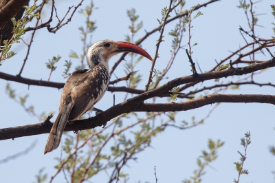 <i class='fa fa-user'></i>&nbsp;Kees de Jager&nbsp;|   Damaratok&nbsp; <i class='fa fa-eye'>&nbsp;260</i> &nbsp; <i class='fa fa-comment-o'>&nbsp;2</i>