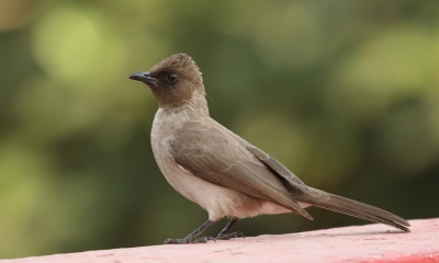 <i class='fa fa-user'></i>&nbsp;honderwa&nbsp;|   Grauwe Buulbuul&nbsp; <i class='fa fa-eye'>&nbsp;328</i> &nbsp;<i class='fa fa-thumbs-up'>&nbsp;1</i> &nbsp; <i class='fa fa-comment-o'>&nbsp;3</i>