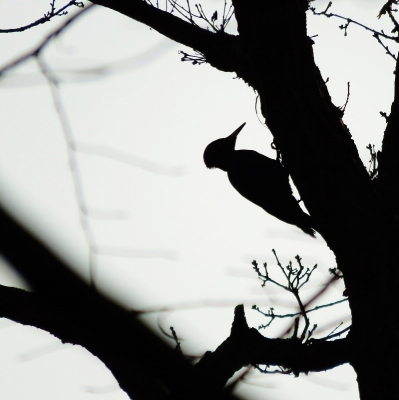 <i class='fa fa-user'></i>&nbsp;Anneke66&nbsp;|   Zwarte Specht&nbsp; <i class='fa fa-eye'>&nbsp;797</i> &nbsp;<i class='fa fa-thumbs-up'>&nbsp;5</i> &nbsp; <i class='fa fa-comment-o'>&nbsp;13</i>