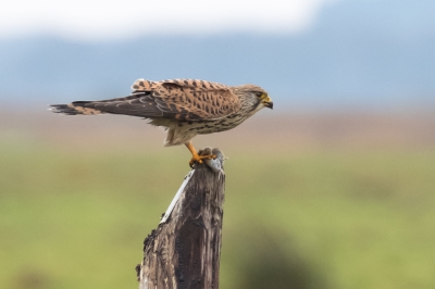 Torenvalk met prooi. Net iets spannender dan zonder prooi. Vanuit de auto zag ik 'm lekker plukken. Ik kon vrij dichtbij komen vergeleken met eerdere pogingen. Tussen de buien door ben ik op stap gegaan om te fotograferen. Ongetwijfeld had er van alles beter gekund, maar ik ben hier zelf wel blij mee.