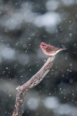 <i class='fa fa-user'></i>&nbsp;jan Luit&nbsp;|   Amerikaanse Roodmus&nbsp; <i class='fa fa-eye'>&nbsp;400</i> &nbsp;<i class='fa fa-thumbs-up'>&nbsp;1</i> &nbsp; <i class='fa fa-comment-o'>&nbsp;4</i>