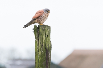 Wie kijkt er nu niet op wanneer je voor op een paaltje, langs de weg in de berm of boven op een verkeersbord een valkachtige zit zoals een torenvalk. Deze vliegacrobaten zijn perfect ontwikkeld als roofdieren en dat zie je aan alles: manier van vliegen, de ogen, de snavel, de opbouw van het lichaam en de poten. Laat staat als je er dan op 5 meter oog in oog mee staat. Dat went nooit.

www.jeffphotography.nl/