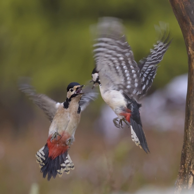 <i class='fa fa-user'></i>&nbsp;Henk Laverman&nbsp;|   Grote Bonte Specht&nbsp; <i class='fa fa-eye'>&nbsp;762</i> &nbsp;<i class='fa fa-thumbs-up'>&nbsp;1</i> &nbsp; <i class='fa fa-comment-o'>&nbsp;10</i>