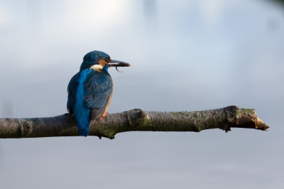 De foto is gemaakt in een bocht van een slootje waar het onmogelijk is om achter de camera te zitten, camera op rijstzak en bedient met verlengde draadontspanner. Na wat observeren inschatting gemaakt waar de ijsvogel het vaakst land.