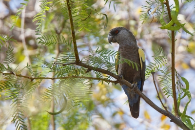 <i class='fa fa-user'></i>&nbsp;Kees de Jager&nbsp;|   R�ppells Papegaai&nbsp; <i class='fa fa-eye'>&nbsp;404</i> &nbsp;<i class='fa fa-thumbs-up'>&nbsp;2</i> &nbsp; <i class='fa fa-comment-o'>&nbsp;7</i>