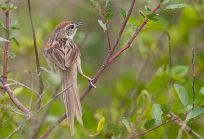 <i class='fa fa-user'></i>&nbsp;charlysax&nbsp;|   Witwangstekelstaart&nbsp; <i class='fa fa-eye'>&nbsp;243</i> &nbsp; <i class='fa fa-comment-o'>&nbsp;2</i>