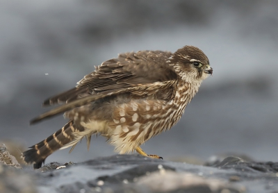 <i class='fa fa-user'></i>&nbsp;loek van de Leur&nbsp;|   Smelleken&nbsp; <i class='fa fa-eye'>&nbsp;682</i> &nbsp;<i class='fa fa-thumbs-up'>&nbsp;4</i> &nbsp; <i class='fa fa-comment-o'>&nbsp;9</i>