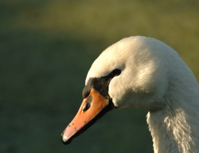 Actief op Nederpix, op Birdpix bleef het alleen bij plaatjes kijken. Vandaag een kanon te leen, dus even uitproberen. Pfff, dat viel nog minder mee dan ik had verwacht:D Van deze zwaan had ik 3 versies: deze mist het lichtje in de ogen, maar is wel scherp op de snavel, die de eerste miste. De laatste vond ik qua kijkrichting niet leuk. Zal mij benieuwen of ie goedgekeurd wordt!