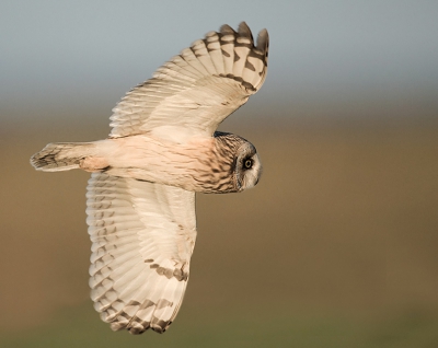 <i class='fa fa-user'></i>&nbsp;Wilfried Solarz&nbsp;|   Velduil&nbsp; <i class='fa fa-eye'>&nbsp;572</i> &nbsp;<i class='fa fa-thumbs-up'>&nbsp;3</i> &nbsp; <i class='fa fa-comment-o'>&nbsp;9</i>