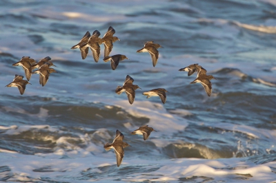 <i class='fa fa-user'></i>&nbsp;Gert-Jan Cromwijk&nbsp;|   Paarse Strandloper&nbsp; <i class='fa fa-eye'>&nbsp;427</i> &nbsp;<i class='fa fa-thumbs-up'>&nbsp;2</i> &nbsp; <i class='fa fa-comment-o'>&nbsp;4</i>