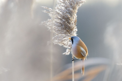 Speciaal voor de baardmannetjes naar de Rietputten geweest. Het was een halfbewolkte dag, dus goed om te fotograferen.
Ik zag deze zitten door het riet heen en kon daardoor deze foto maken.