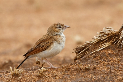 <i class='fa fa-user'></i>&nbsp;Kees de Jager&nbsp;|   Savanneleeuwerik&nbsp; <i class='fa fa-eye'>&nbsp;332</i> &nbsp;<i class='fa fa-thumbs-up'>&nbsp;6</i> &nbsp; <i class='fa fa-comment-o'>&nbsp;7</i>