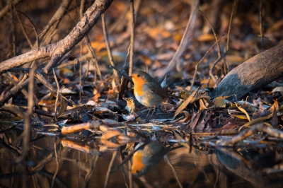Tijdens het (proberen te) fotograferen van ijsvogels word ik regelmatig afgeleid door dit roodborstje, die in deze setting verrassend goed gecamoufleerd blijkt.