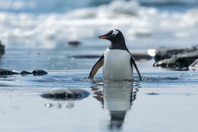 <i class='fa fa-user'></i>&nbsp;Arjen Drost&nbsp;|   Ezelspingu�n&nbsp; <i class='fa fa-eye'>&nbsp;345</i> &nbsp;<i class='fa fa-thumbs-up'>&nbsp;5</i> &nbsp; <i class='fa fa-comment-o'>&nbsp;9</i>