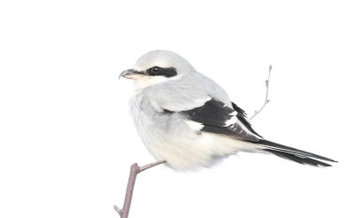 <i class='fa fa-user'></i>&nbsp;thijsglastra&nbsp;|   Klapekster&nbsp; <i class='fa fa-eye'>&nbsp;922</i> &nbsp;<i class='fa fa-thumbs-up'>&nbsp;15</i> &nbsp; <i class='fa fa-comment-o'>&nbsp;31</i>