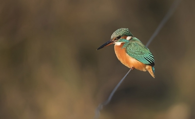 Vanmorgen kou geleden, maar was wel de moeite waard. vogeltje kwam regelmatig langs.