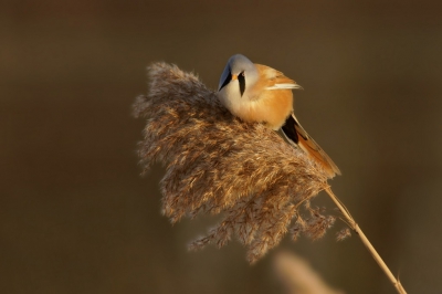 dit stond al heel lang op m,n verlanglijstje, Baardmannetjes. vandaag goed winters weer ervoor en m,n kans waar genomen.
Het was toch lastig. Ze zitten zelden stil, het riet wuift constant heen en weer en ze zitten ook nog wel eens achter ander riet. Toch een aantal opnames kunnen maken waarvan ik deze met jullie wil delen.