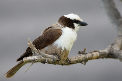 <i class='fa fa-user'></i>&nbsp;Kees de Jager&nbsp;|   Witkruinklauwier&nbsp; <i class='fa fa-eye'>&nbsp;334</i> &nbsp;<i class='fa fa-thumbs-up'>&nbsp;1</i> &nbsp; <i class='fa fa-comment-o'>&nbsp;4</i>