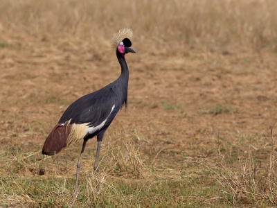 <i class='fa fa-user'></i>&nbsp;Paul van Giersbergen&nbsp;|   Zwarte Kroonkraanvogel&nbsp; <i class='fa fa-eye'>&nbsp;352</i> &nbsp; <i class='fa fa-comment-o'>&nbsp;5</i>