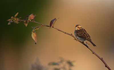 <i class='fa fa-user'></i>&nbsp;dennisstronks&nbsp;|   Dwerggors&nbsp; <i class='fa fa-eye'>&nbsp;411</i> &nbsp;<i class='fa fa-thumbs-up'>&nbsp;3</i> &nbsp; <i class='fa fa-comment-o'>&nbsp;10</i>