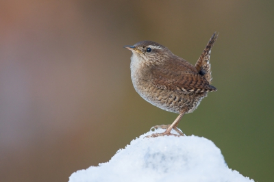 Het is weeral een hele poos geleden dat ik nog es een foto gepost heb op Birdpix. Deze winterkoning is n van de eerste plaatjes van 2017 geworden en doet zijn naam eer aan. 
Groeten, Hendrik