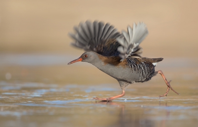 <i class='fa fa-user'></i>&nbsp;Ton D�pp&nbsp;|   Waterral&nbsp; <i class='fa fa-eye'>&nbsp;648</i> &nbsp;<i class='fa fa-thumbs-up'>&nbsp;12</i> &nbsp; <i class='fa fa-comment-o'>&nbsp;24</i>