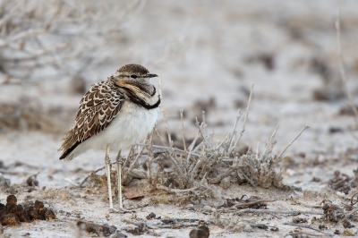 <i class='fa fa-user'></i>&nbsp;Kees de Jager&nbsp;|   Dubbelbandrenvogel&nbsp; <i class='fa fa-eye'>&nbsp;432</i> &nbsp;<i class='fa fa-thumbs-up'>&nbsp;5</i> &nbsp; <i class='fa fa-comment-o'>&nbsp;8</i>